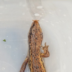 Oligosoma aeneum