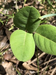 Desmodium rotundifolium