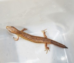 Oligosoma aeneum