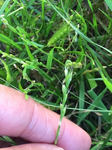 Lolium temulentum, photograph 5