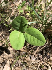 Desmodium rotundifolium