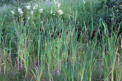 broadleaf cattail