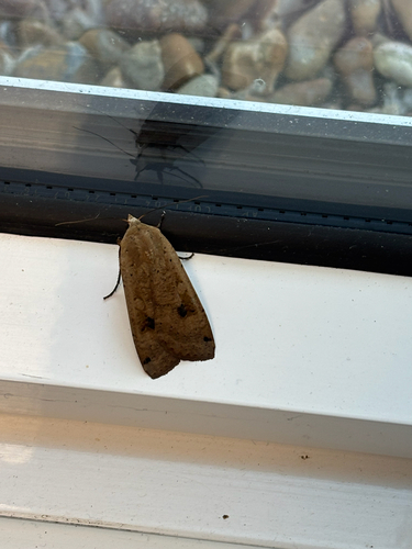 Large Yellow Underwing