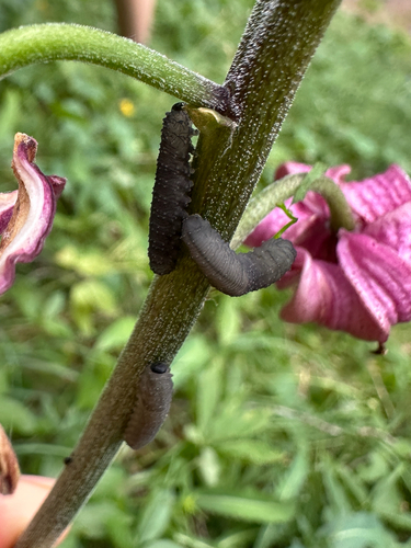 Rhadinoceraea bensoni