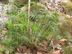 Image of Cyperus vaginatus