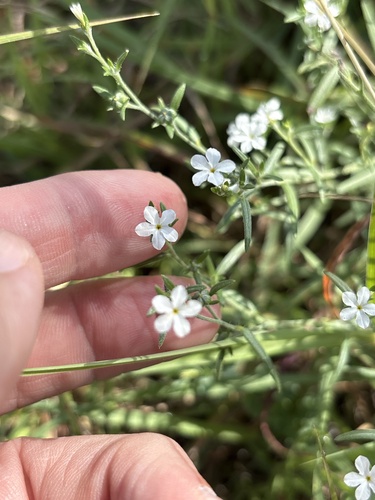 Pasture heliotrope (Euploca tenella)