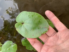 Echinodorus cordifolius