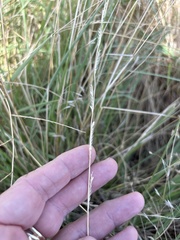 Eriochloa sericea, photograph (c) Sam Kieschnick, some rights reserved (CC BY)