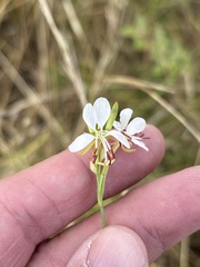 (c) Sam Kieschnick, some rights reserved (CC BY) Oenothera suffulta, photograph (c) Sam Kieschnick, some rights reserved (CC BY)