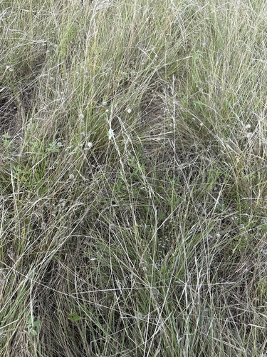 Oenothera suffulta, photograph 2