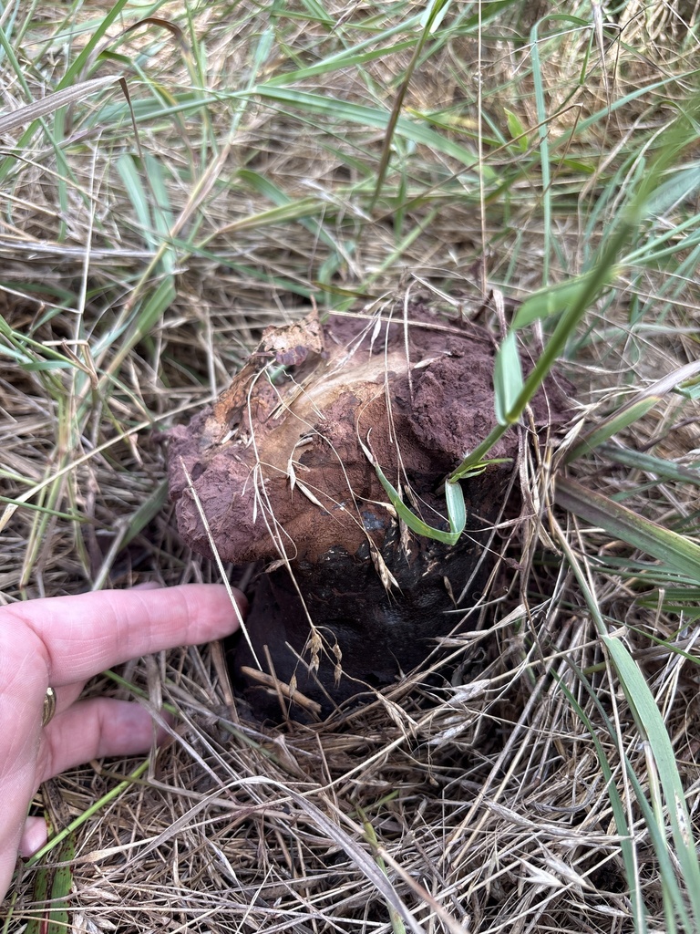 Purple-spored Puffball · July 2026 · photo: Photo: (c) Sam Kieschnick, some rights reserved (CC BY) · iNaturalist