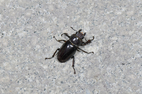 Lucanus fortunei
