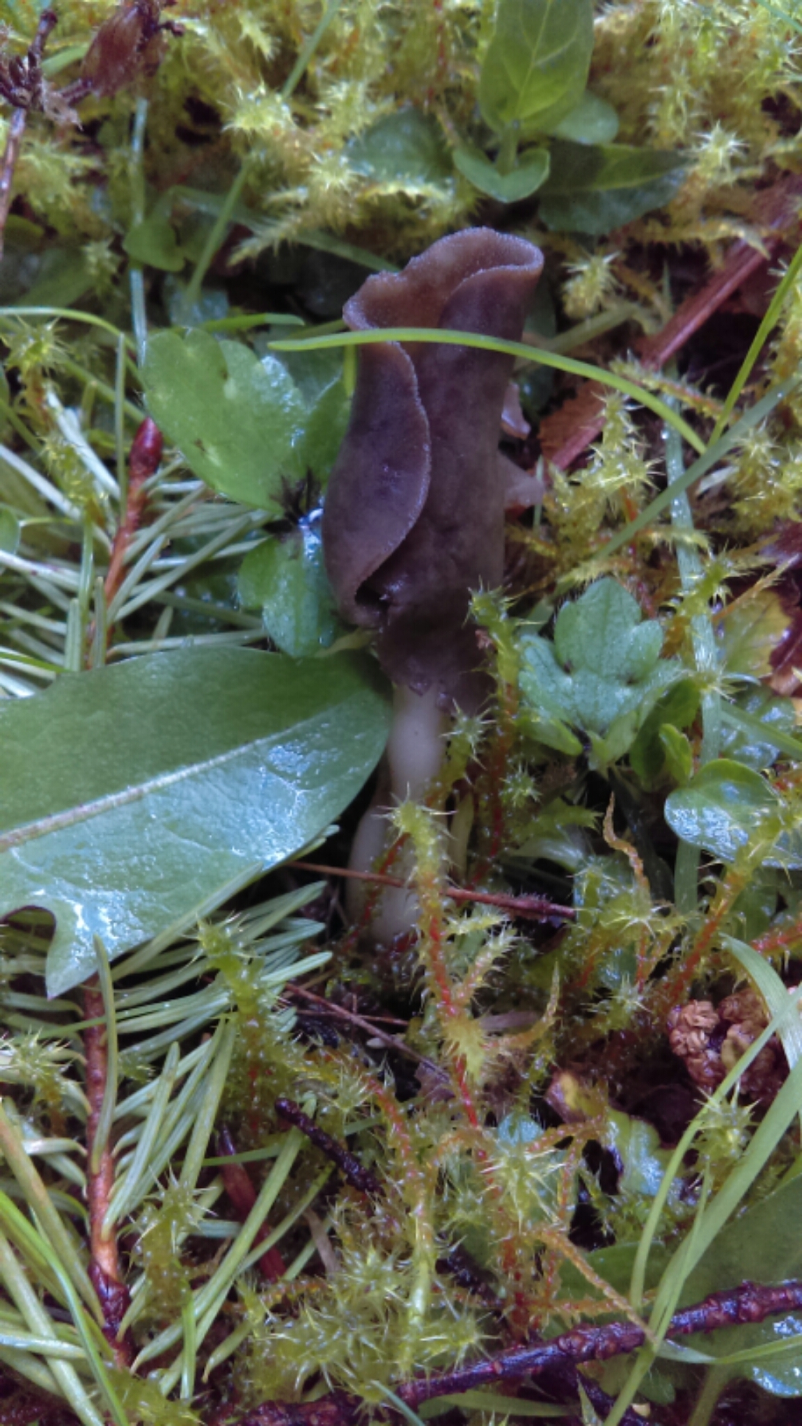 Helvella compressa image