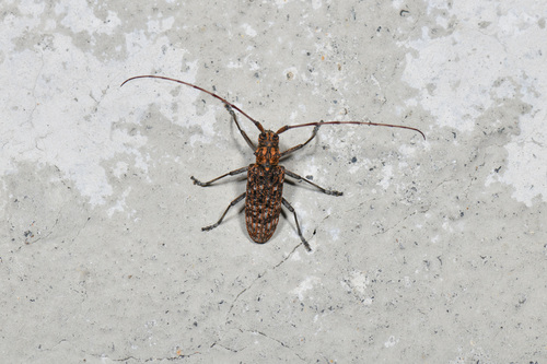 Monochamus alternatus