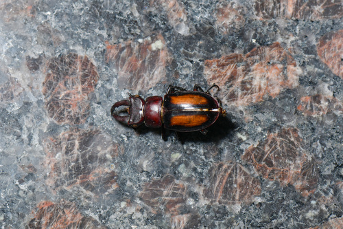 Lucanus parryi parryi