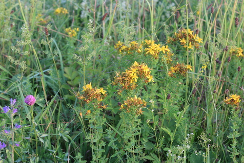 Common St. John's Wort