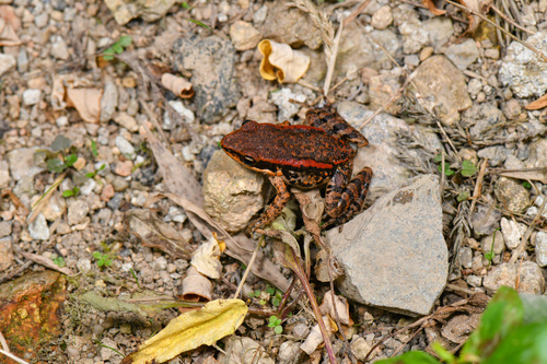LaTouche's Frog