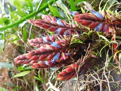 Aechmea tillandsioides