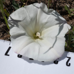 Calystegia subacaulis