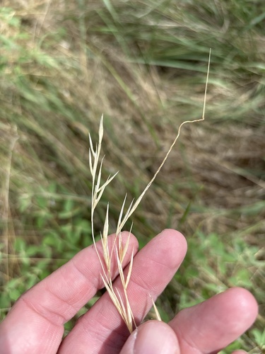 Nassella leucotricha, photograph 5