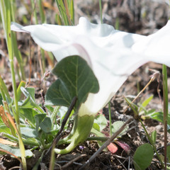 Calystegia subacaulis