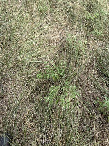 Nassella leucotricha, photograph 6