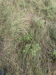 Nassella leucotricha, photograph (c) Sam Kieschnick, some rights reserved (CC BY)