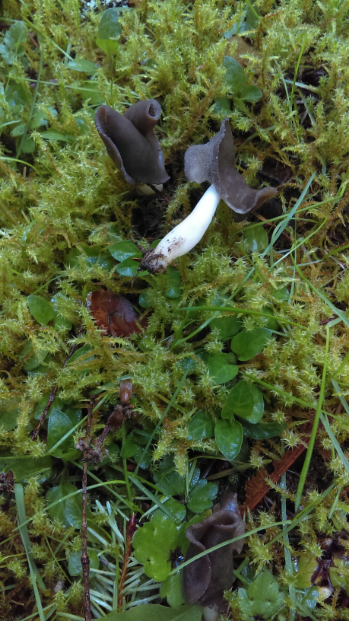 Helvella compressa image