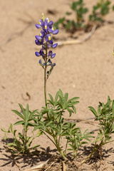 Lupinus havardii