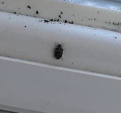 Anthrenus fuscus