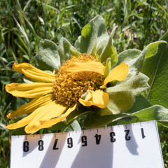 Wyethia helenioides