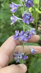 Delphinium exaltatum