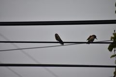 Campylorhynchus rufinucha