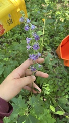 Delphinium exaltatum, photograph (c) diana schwartz, some rights reserved (CC BY)