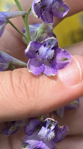 Delphinium exaltatum, photograph 3