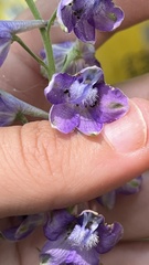 Delphinium exaltatum, photograph (c) diana schwartz, some rights reserved (CC BY)