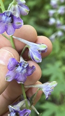 Delphinium exaltatum, photograph (c) diana schwartz, some rights reserved (CC BY)