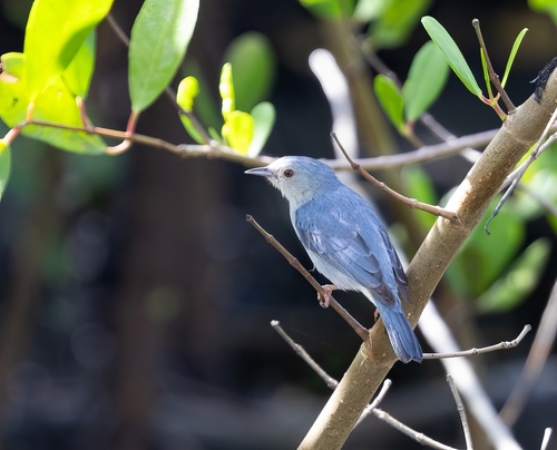 Bicolored Conebill