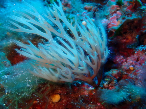 Sebdenia observed 2026-07-12