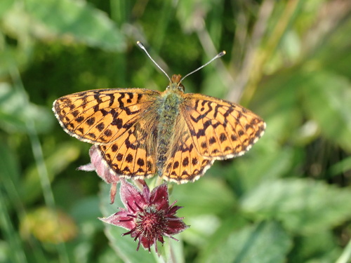 Cranberry Fritillary