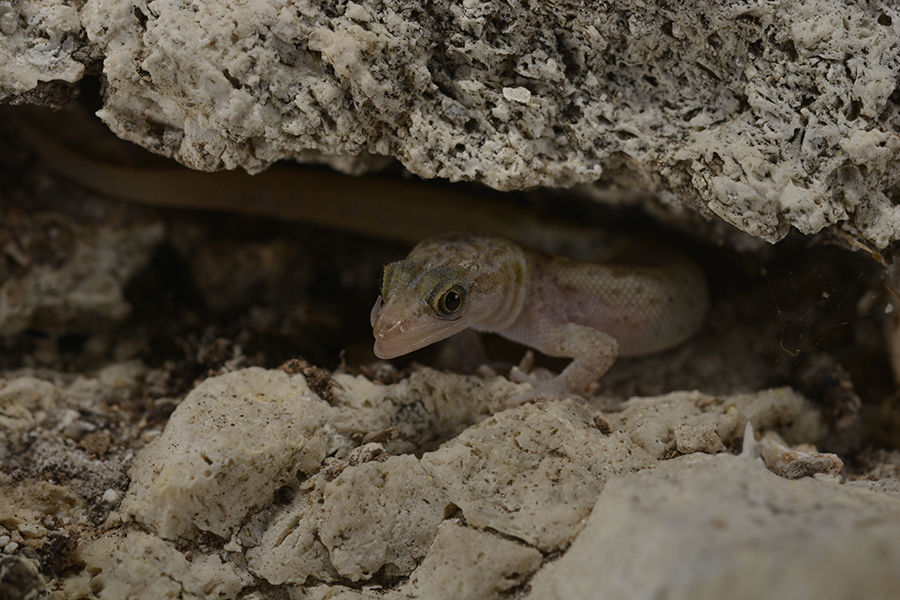Monito Gecko
