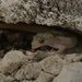 Monito Gecko - Photo (c) U.S. Fish and Wildlife Service Southeast Region, some rights reserved (CC BY)