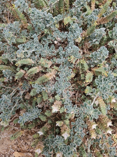 Medicago marina, photograph 6