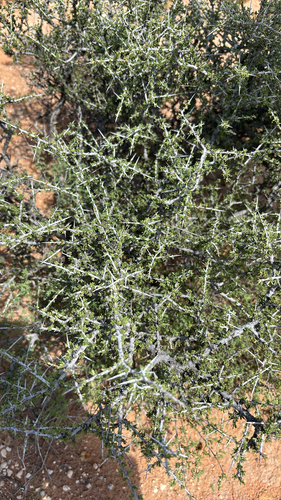 little buckthorn