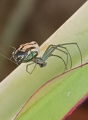 Leucauge volupis
