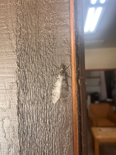 iNaturalist observation photo of Orohermes crepusculus