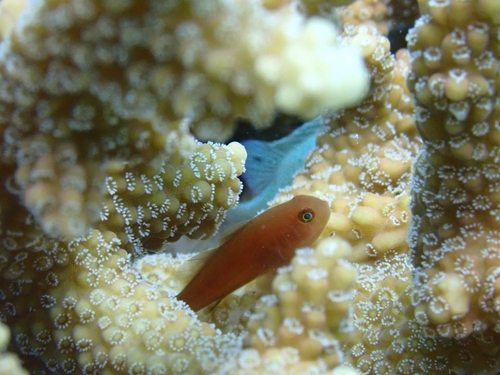 Gobiodon quinquestrigatus observed 2026-07-15