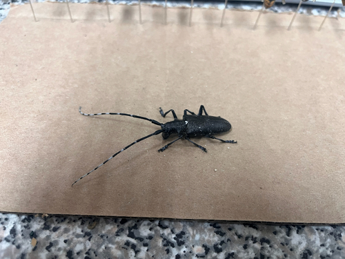 iNaturalist observation photo of White-spotted Sawyer