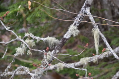Usnea