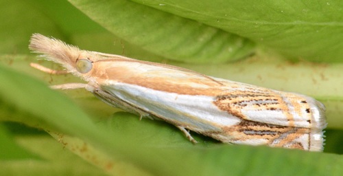 Double-banded Grass-veneer photo 3